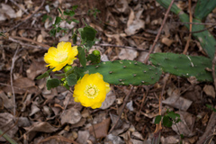 Opuntia anacantha
