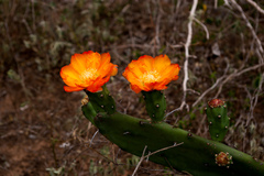 Opuntia anacantha