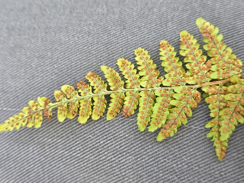 hay-scented buckler-fern (Dryopteris aemula)