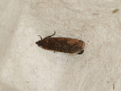Cryptaspasma sordida