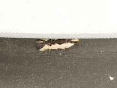 Ardozyga catarrhacta