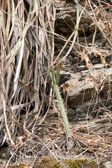 Opuntia schickendantzii