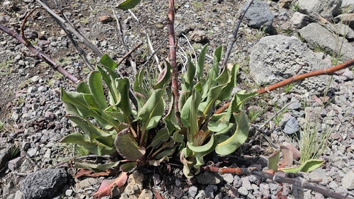 Rumex giganteus observed 2026-03-21