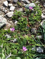 Erodium acaule