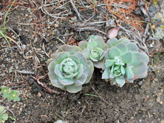 Orostachys malacophylla
