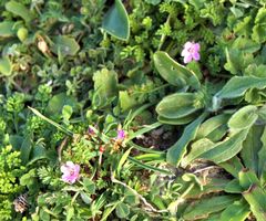 Erodium acaule