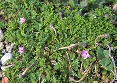 Erodium acaule