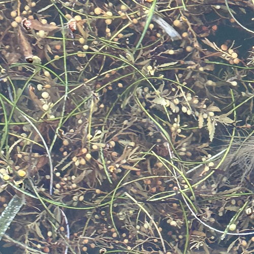 Manatee Grass (Syringodium filiforme)