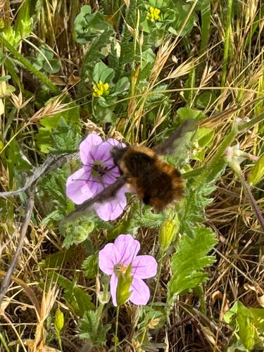 Unknown species found near Mayfair Ranch Trail, San Jose, CA, US