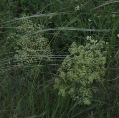 Trinia multicaulis