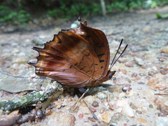 Charaxes lucretius lucretius