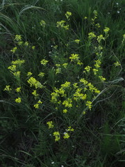 Erysimum canescens