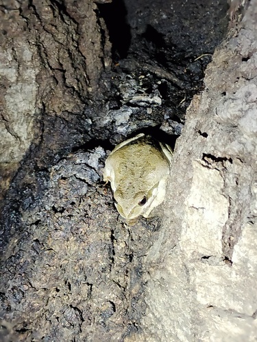 iNaturalist observation photo of Pacific chorus frog