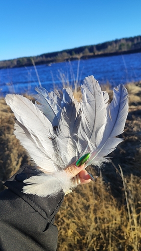 Plume de Cygne chanteur