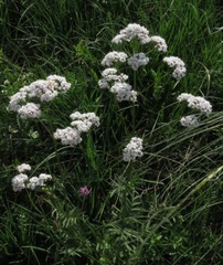 Valeriana rossica