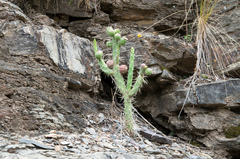 Opuntia schickendantzii