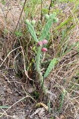 Opuntia schickendantzii