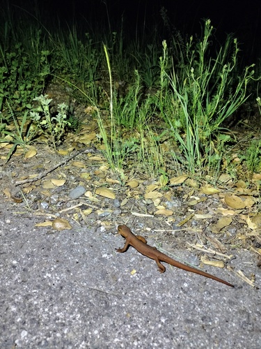 iNaturalist observation photo of California Newt