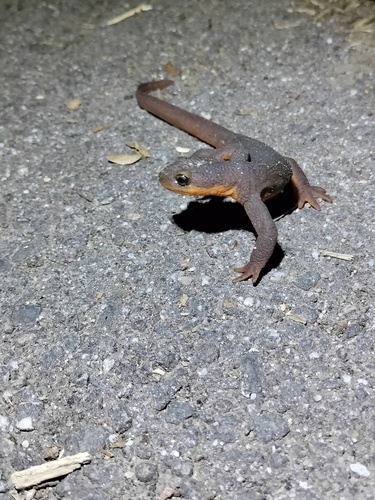 iNaturalist observation photo of Pacific Newts