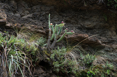 Opuntia schickendantzii