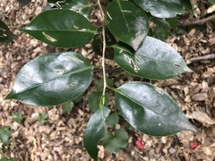 Camellia japonica