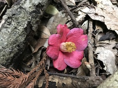 Camellia japonica