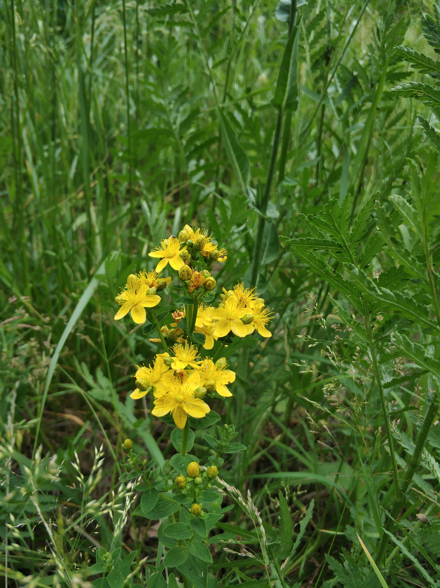 Spotted St. Johnswort (Hypericum maculatum)