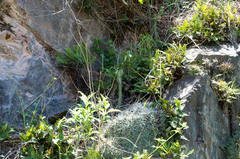 Opuntia schickendantzii