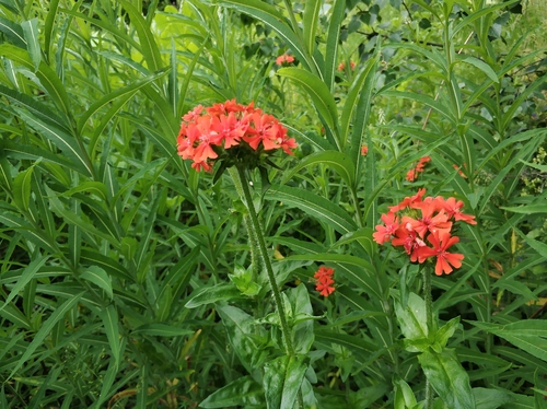 Maltese-cross (Silene chalcedonica)