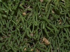 Lembophyllum divulsum