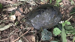 Mauremys japonica