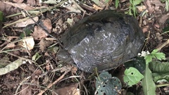 Mauremys japonica