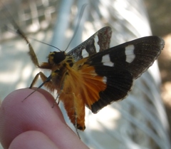 Schausilla obryzos