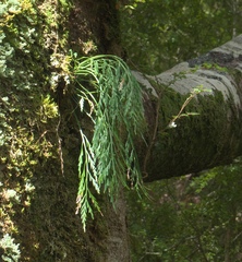 Asplenium flaccidum flaccidum