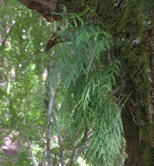 Asplenium flaccidum flaccidum