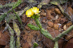 Opuntia aurantiaca