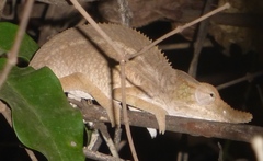 Furcifer rhinoceratus