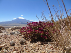 Cistanthe amarantoides