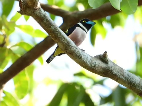 Black-and-yellow Broadbill