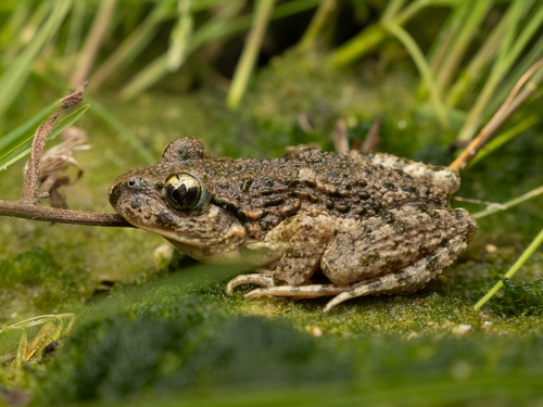 Common Parsley Frog, photo 6 of 8