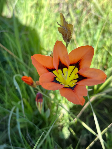 Wandflower (Sparaxis tricolor)