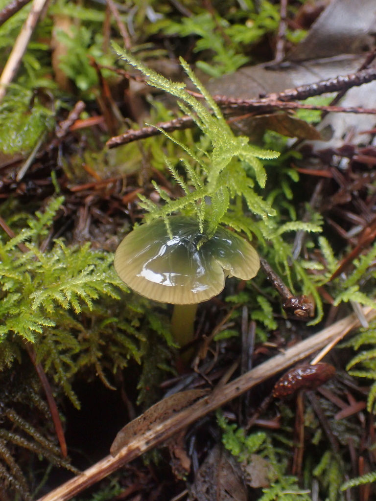 Gliophorus psittacinus · March 2026 · photo: © dgwdoesthings (iNaturalist, cc0)