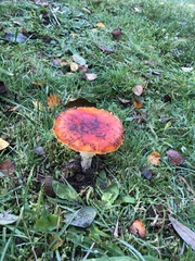 Amanita muscaria