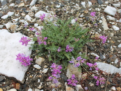Oxytropis coerulea