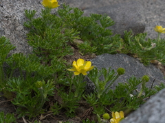 Ranunculus sericophyllus