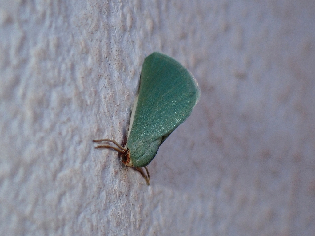 Microloxia schmitzi