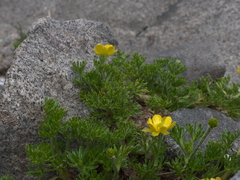 Ranunculus sericophyllus