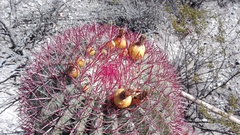 Ferocactus pilosus