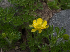 Ranunculus sericophyllus