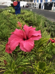 Hibiscus rosa-sinensis